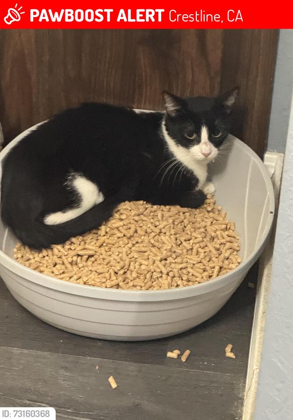 Lost Female Cat last seen Valley of Enchantment, Crestline, CA 92325