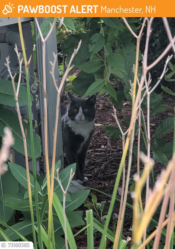Found/Stray Unknown Cat last seen Bremer and Montgomery, Manchester, NH 03102