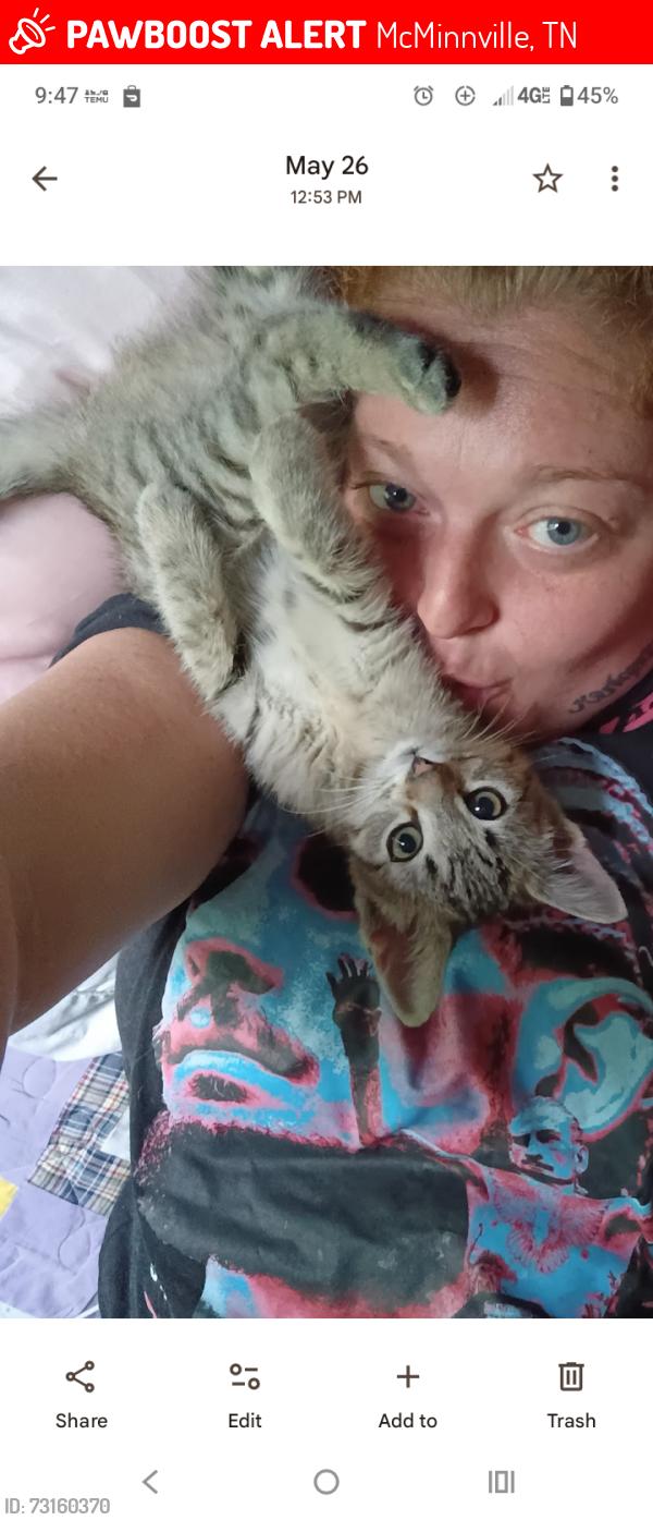 Lost Female Cat last seen Bybee branch rd McMinnville Tennessee, McMinnville, TN 37110