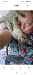 Lost Female Cat last seen Bybee branch rd McMinnville Tennessee, McMinnville, TN 37110