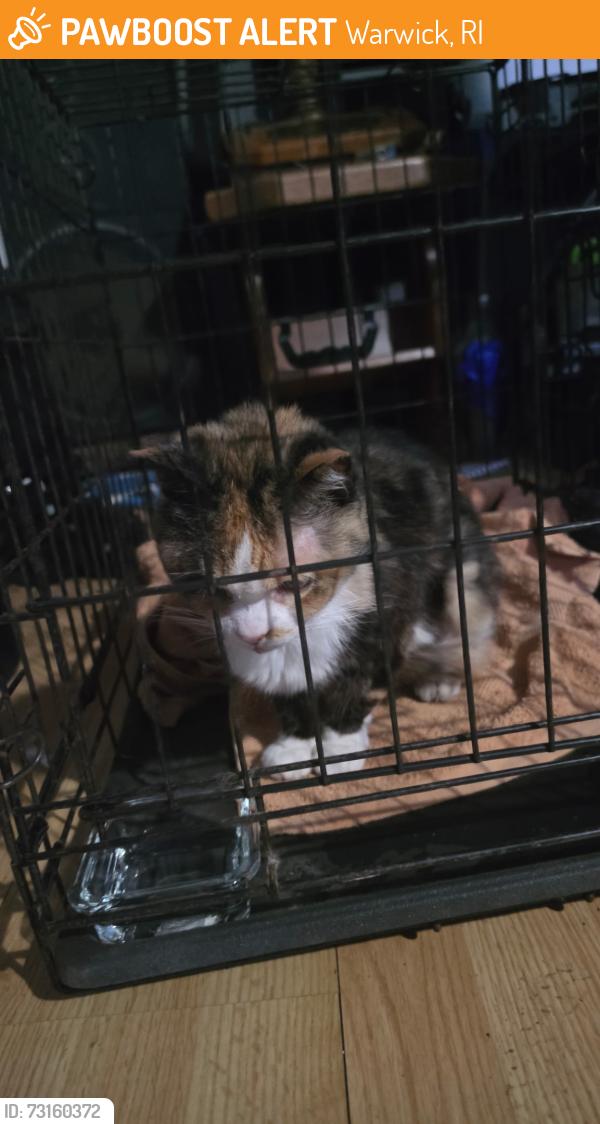 Found/Stray Unknown Cat last seen Theodore Ave., Warwick, RI 02886