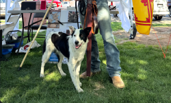 Reunited Male Dog last seen Henrys Fork Trailhead, Hanna, UT 84031