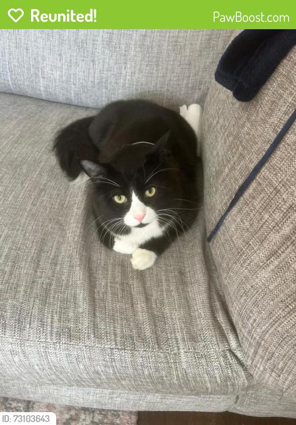 Reunited Male Cat last seen Golf course, Audenshaw, England 