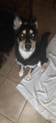 Lost Male Dog last seen Delmar Circle Morse Valley Neighborhood, Copperas Cove, TX 76522