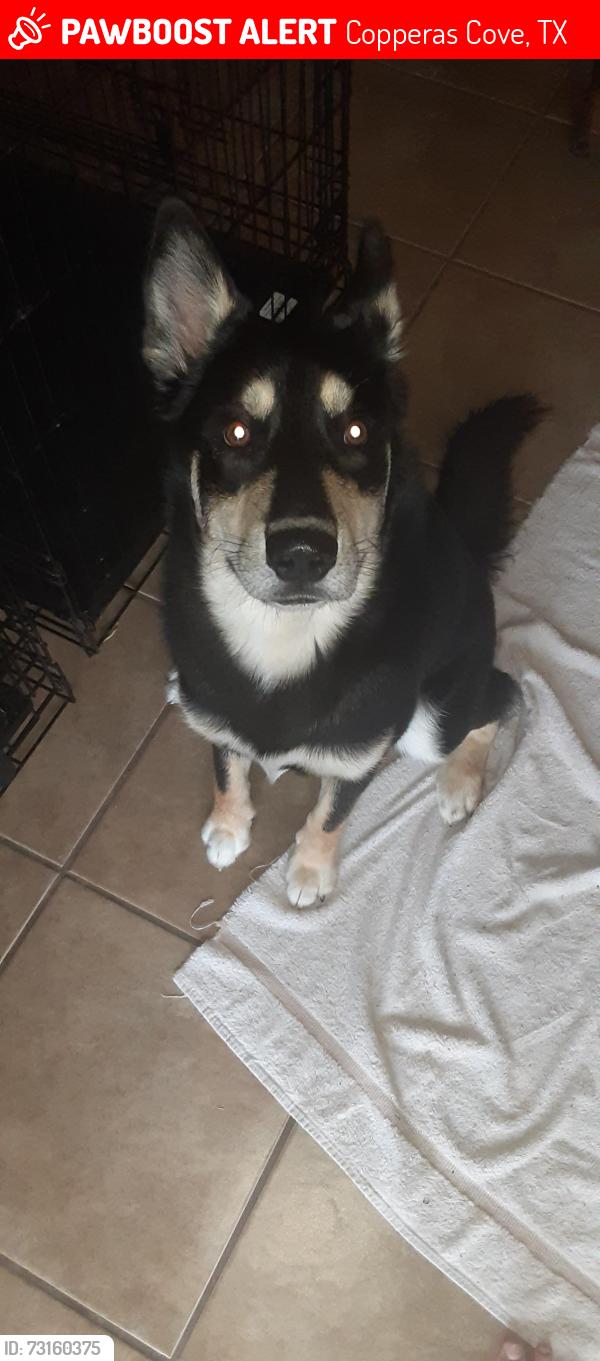 Lost Male Dog last seen Delmar Circle Morse Valley Neighborhood, Copperas Cove, TX 76522