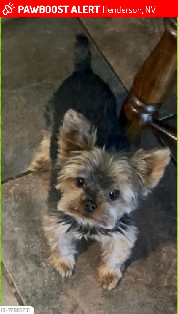 Lost Female Dog last seen Chandler st by Sunset blvd, Henderson, NV 89014
