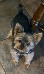 Lost Female Dog last seen Chandler st by Sunset blvd, Henderson, NV 89014