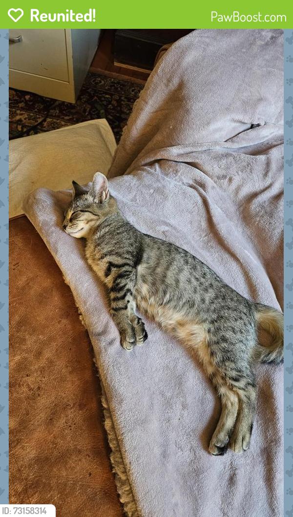 Reunited Female Cat last seen Nash Street, Rocky Mount, NC 27804