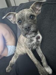 Reunited Female Dog last seen Near W North Ln, Phoenix, AZ 85051, USA, Phoenix, AZ 85051