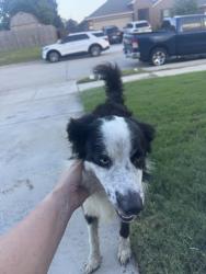 Found/Stray Male Dog last seen Wolf creek Drive and Park Ridge Dr, Cleburne, TX 76033