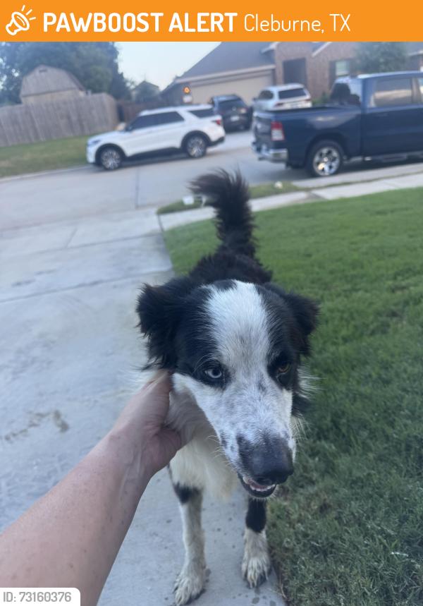 Found/Stray Male Dog last seen Wolf creek Drive and Park Ridge Dr, Cleburne, TX 76033