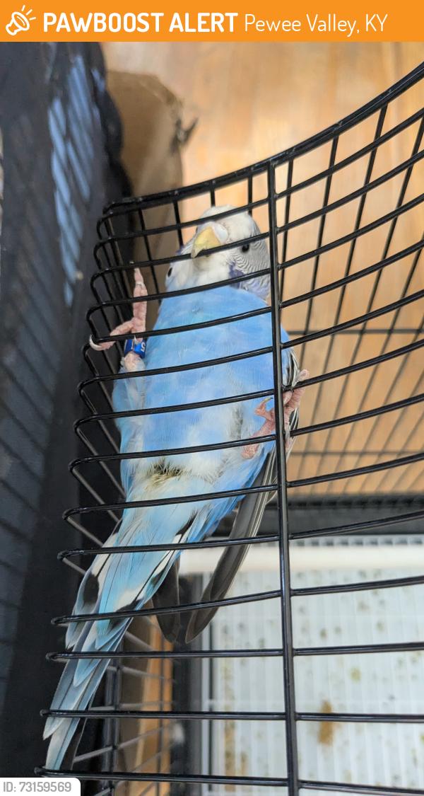 Found/Stray Unknown Bird last seen Near W State Hwy 22, Pewee Valley, KY 40056
