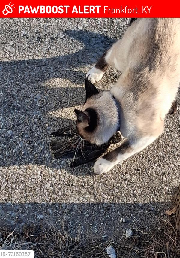 Lost Male Cat last seen Landings area, Frankfort, KY 40601