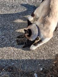 Lost Male Cat last seen Landings area, Frankfort, KY 40601