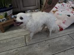 Found/Stray Male Dog last seen Altadena Dr. and Highland, Altadena, CA 91001