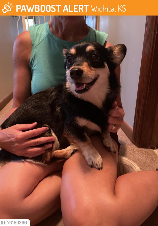 Found/Stray Female Dog last seen 17th and St Paul, Wichita, KS 67203