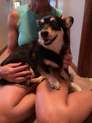 Found/Stray Female Dog last seen 17th and St Paul, Wichita, KS 67203