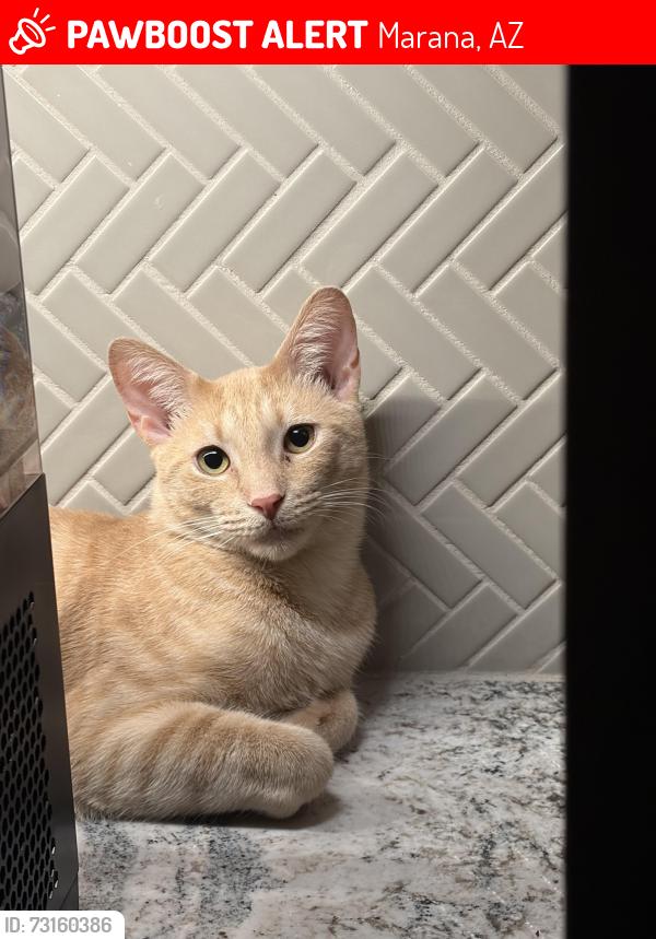 Lost Male Cat last seen Silver leaf, Dove Mountain,Blue Agave, Marana, AZ 85658