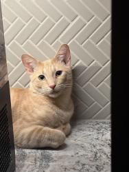 Lost Male Cat last seen Silver leaf, Dove Mountain,Blue Agave, Marana, AZ 85658