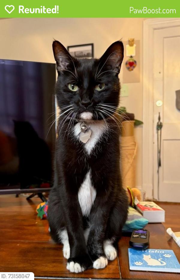 Reunited Male Cat last seen Near Grove Ave, Richmond, VA 23221