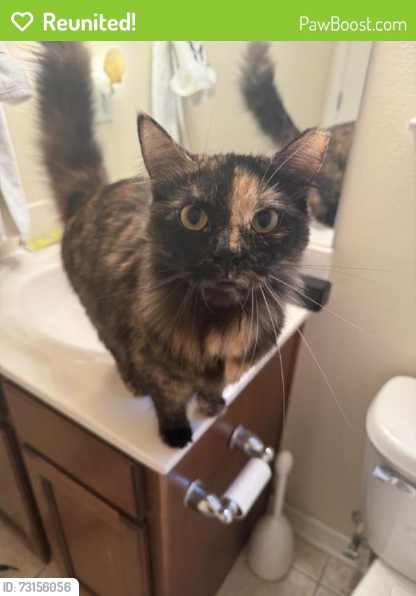 Reunited Unknown Cat last seen Near Sea Myrtle Way, Santa Rosa Beach, FL 32459, USA, Santa Rosa Beach, FL 32459