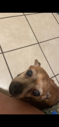 Lost Female Dog last seen 55th St, Long Beach Blvd, Long Beach, CA 90805