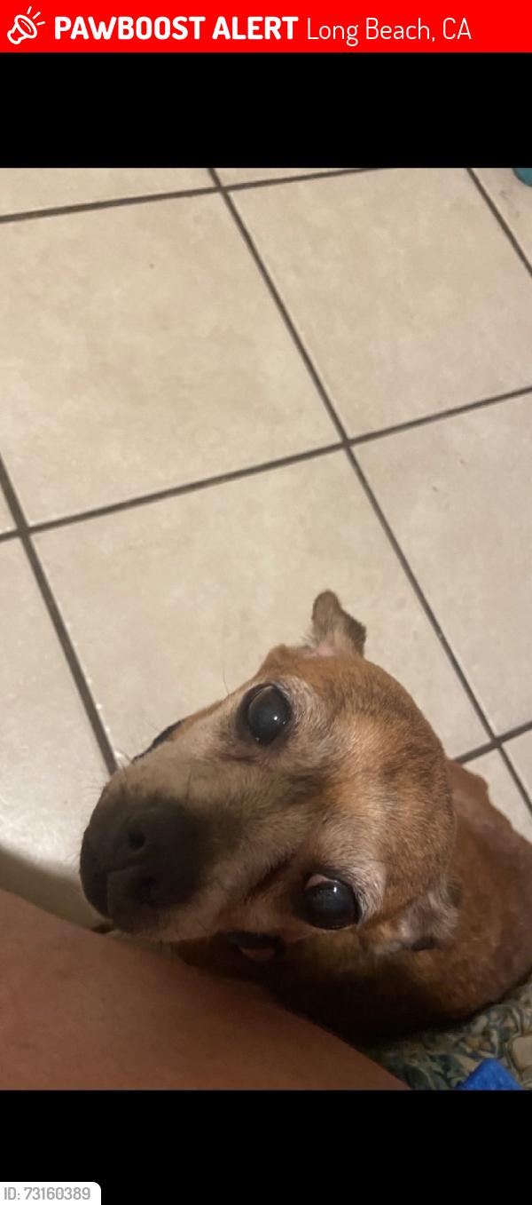 Lost Female Dog last seen 55th St, Long Beach Blvd, Long Beach, CA 90805