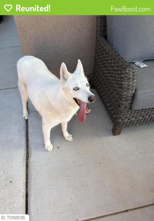 Reunited Unknown Dog last seen Paseo and universe, Albuquerque, NM 87114