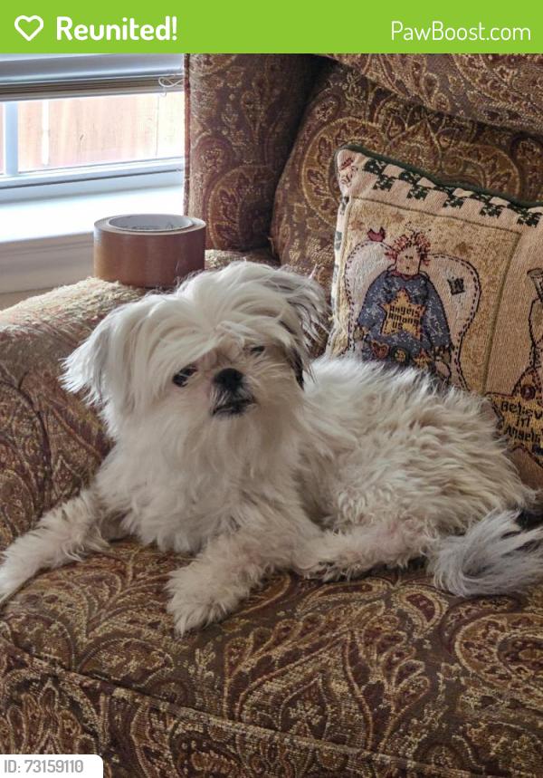 Reunited Unknown Dog last seen Coral springs, San Antonio, TX 78250
