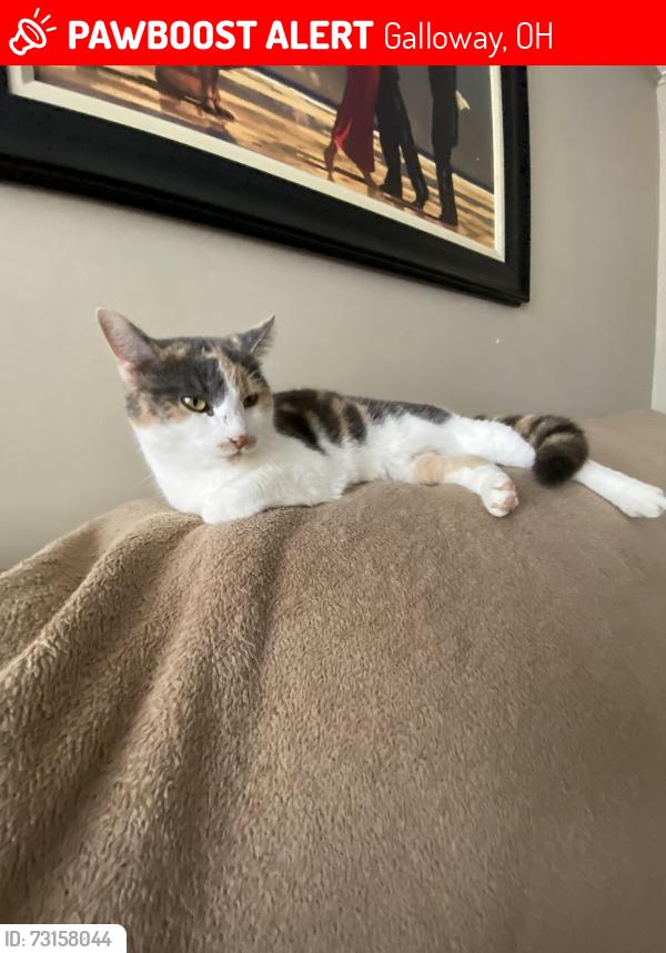 Lost Female Cat last seen Galloway Ohio, Galloway, OH 43119
