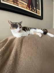 Lost Female Cat last seen Galloway Ohio, Galloway, OH 43119