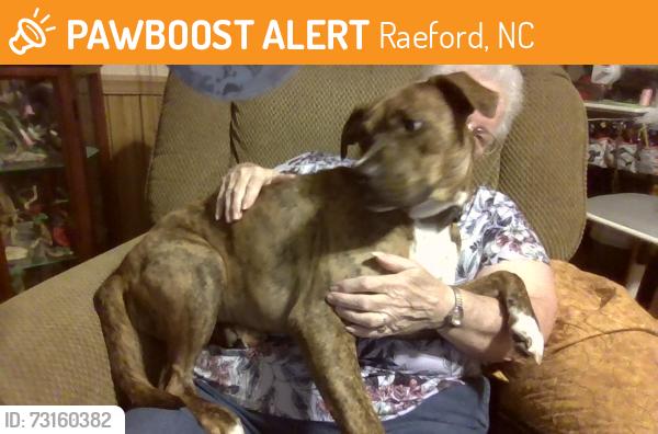 Found/Stray Male Dog last seen Wasyide Rd and 401, Raeford, NC 28376