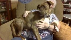 Found/Stray Male Dog last seen Wasyide Rd and 401, Raeford, NC 28376
