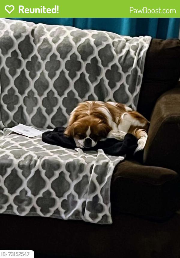 Reunited Male Dog last seen Lincoln s saint francis, Wichita, KS 67211
