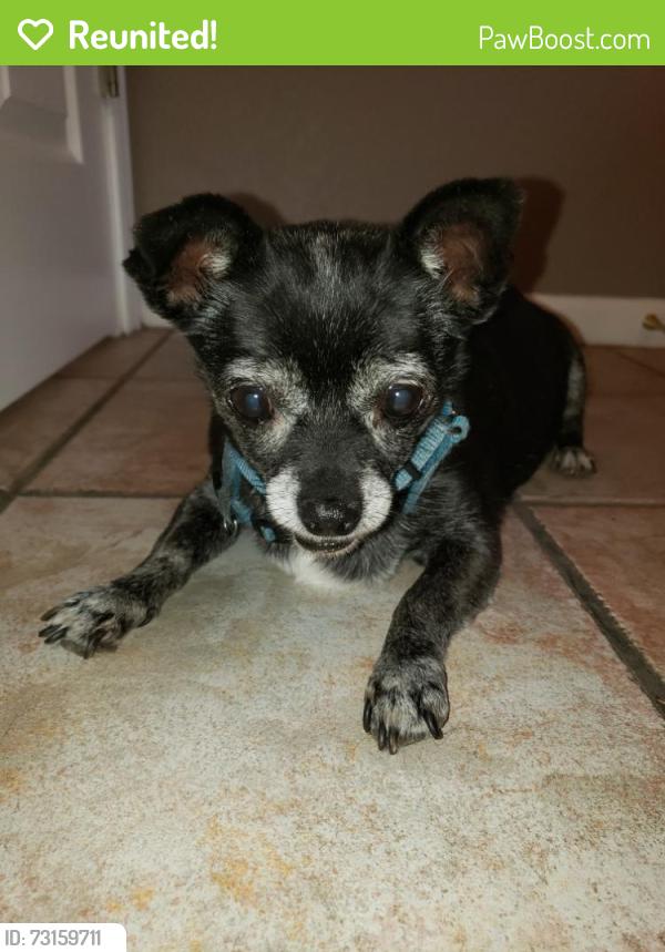 Reunited Female Dog last seen Hubbell St and Palm Valley Boulevard, Goodyear, AZ 85395