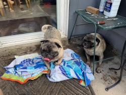Found/Stray Unknown Dog last seen Newsome Road, Mesquite, TX 75149