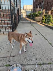 Reunited Male Dog last seen 7th and 2nd Ave, Newark, NJ 07107