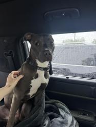 Found/Stray Female Dog last seen 43rd St W and 21st Ave W in Bradenton, Manatee County, FL 34209