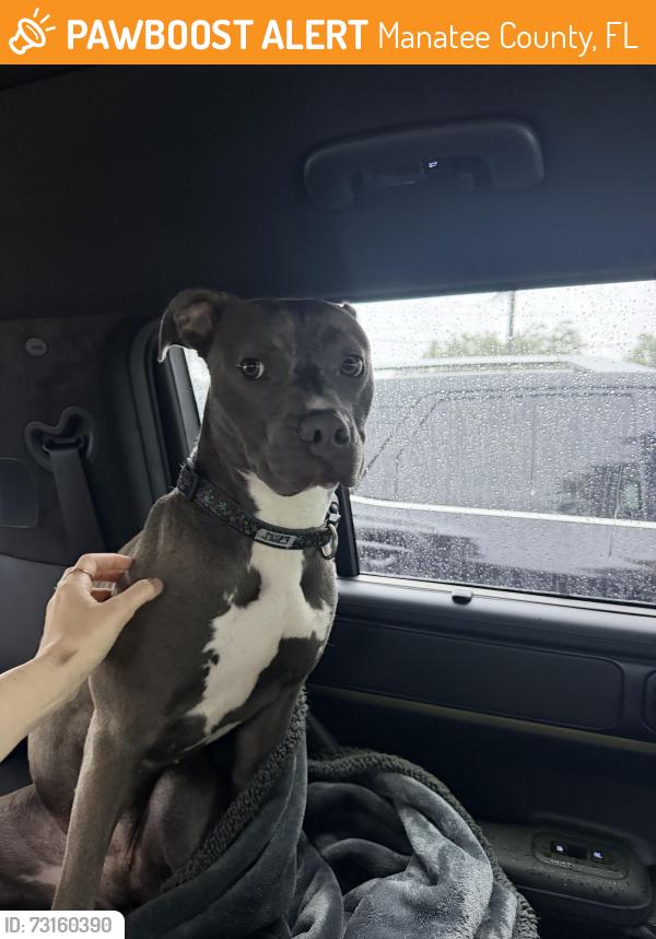 Found/Stray Female Dog last seen 43rd St W and 21st Ave W in Bradenton, Manatee County, FL 34209