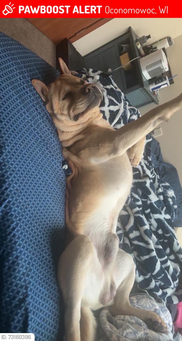 Lost Male Dog last seen Armor Road oconomowoc by the highschool, Oconomowoc, WI 53066
