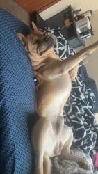 Lost Male Dog last seen Armor Road oconomowoc by the highschool, Oconomowoc, WI 53066