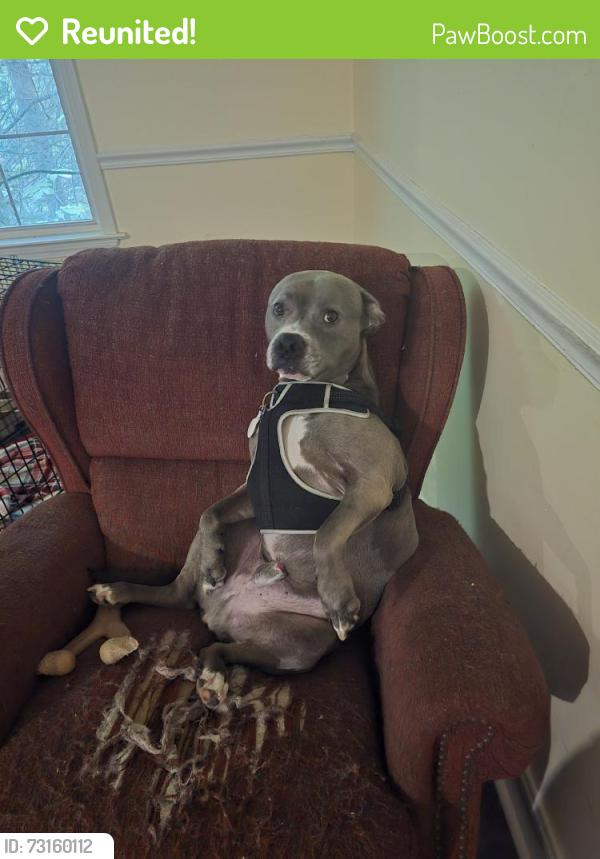 Reunited Male Dog last seen Near Cinnamon Way, flt Rock, NC 28731, USA, Flat Rock, NC 28731