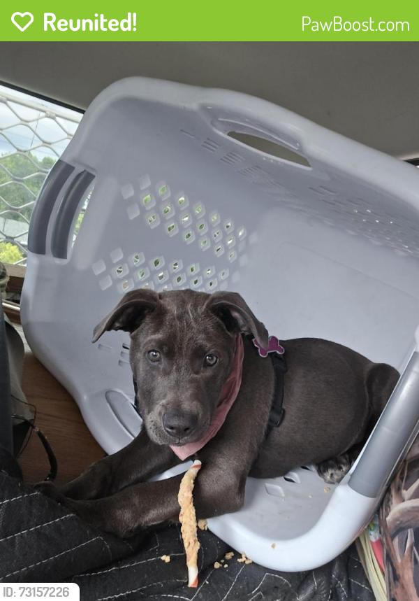 Reunited Female Dog last seen Se Welch road and chase road, Gresham, OR 97080