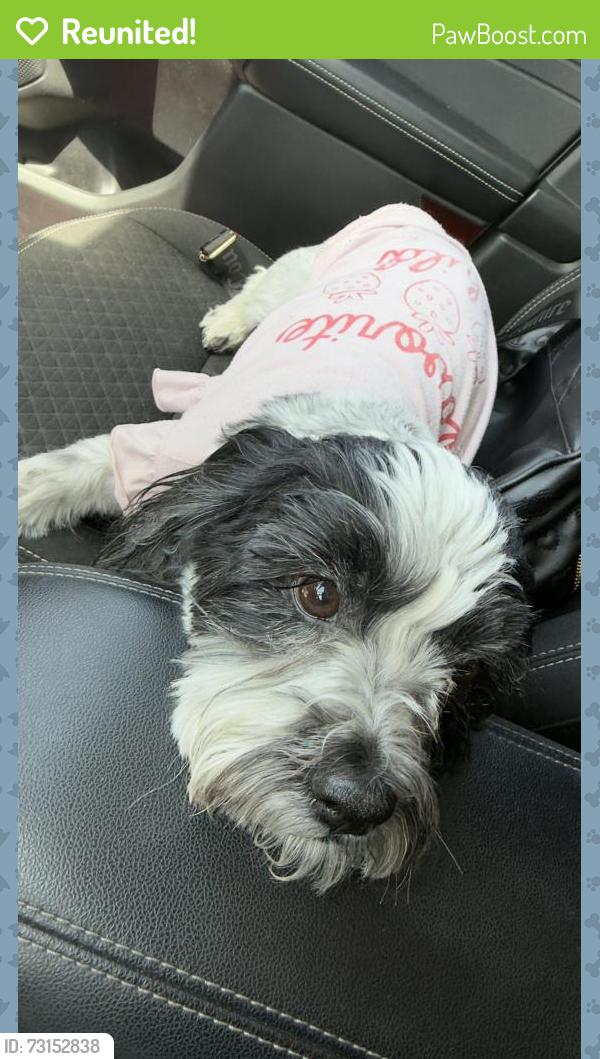 Reunited Female Dog last seen Joe Herrera and Vicksburg 79924, El Paso, TX 79924