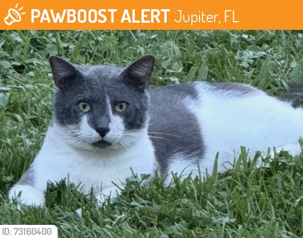 Found/Stray Unknown Cat last seen Indiantown Road / Center Street, Jupiter, FL 33458