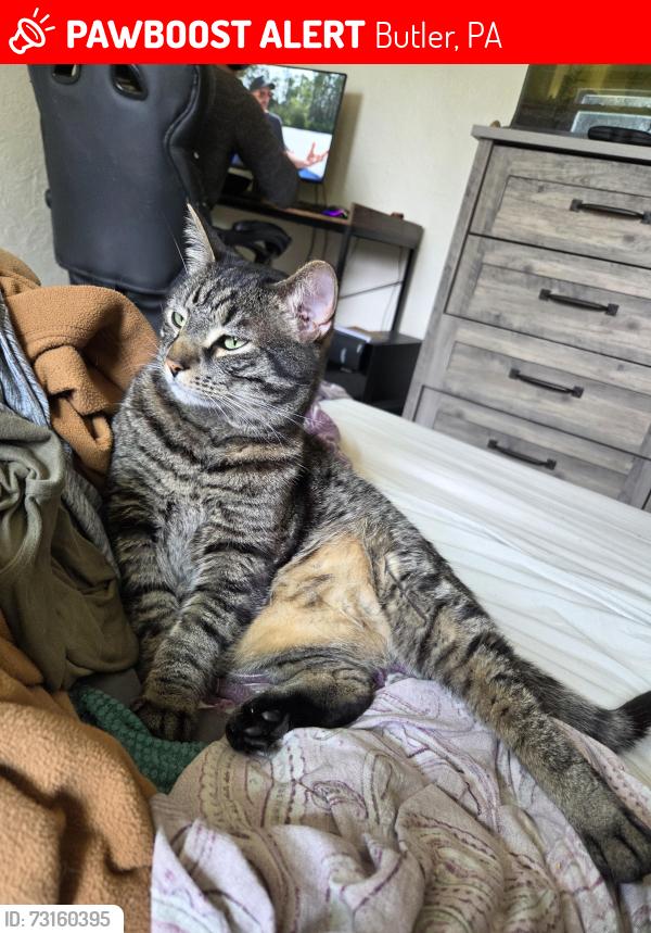 Lost Male Cat last seen Butler Assembly of God Church, Butler, PA 16001
