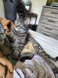 Lost Male Cat last seen Butler Assembly of God Church, Butler, PA 16001