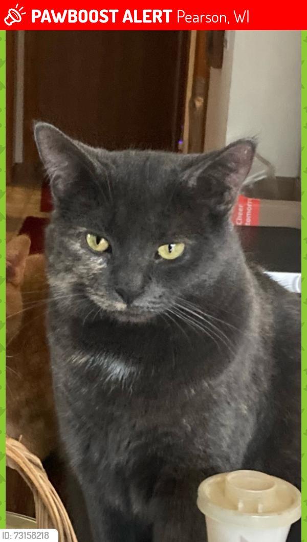 Lost Female Cat last seen Hills Still Restaurant, Pearson, WI 54462