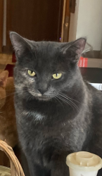 Lost Female Cat last seen Hills Still Restaurant, Pearson, WI 54462
