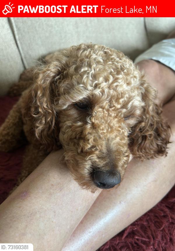 Lost Male Dog last seen North Shore Yrail, Forest Lake, MN 55025